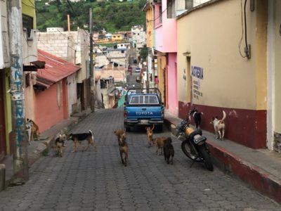 グアテマラの町中は野犬が多い