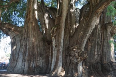 オアハカ観光 トゥーレの木