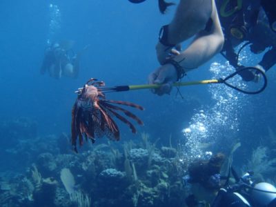 ホンジュラス屈指のリゾート　ウティラ島でのダイビング感想